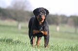 ROTTWEILER 480